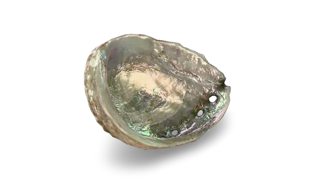 IridescenceAbalone